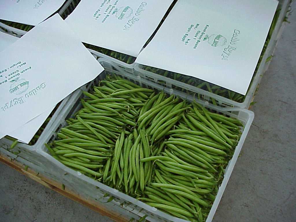 Green Beans